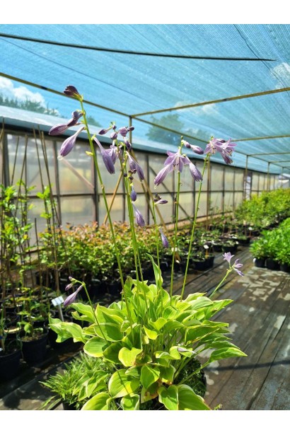 Хоста гібридна Кантрі Маус - 3л/вис.20-25см/Ø40-60см